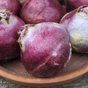 Цибулини гіацинтів від 100 шт