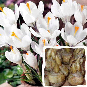 Цибулини крокусів