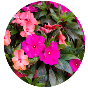 Насіння бальзаміну