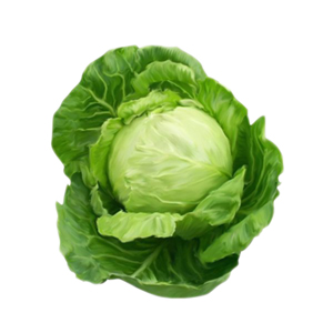 Насіння капусти