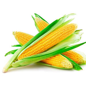 Насіння кукурудзи
