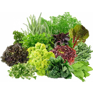 Насіння зелених культур