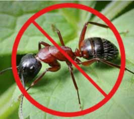 Препарати від мурах