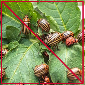 Препарати від колорадського жука