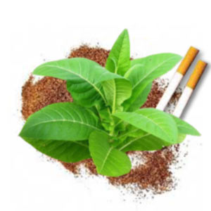 Насіння махорки та тютюну