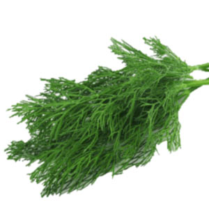 Насіння кропу