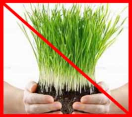 Cтимулятори зростання