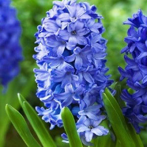 Цибулини гіацинтів від 30 шт