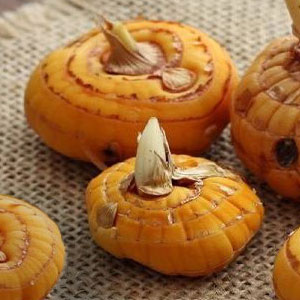 Цибулини гладіолусів