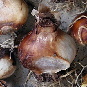 Цибулини нарцисів