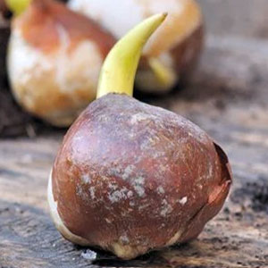 Цибулини тюльпанів від 25 шт