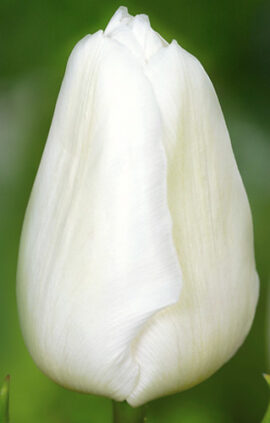 Тюльпан Апдейт 500 цибулин розмір 12+