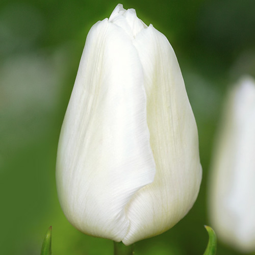 Тюльпан Апдейт 500 цибулин розмір 12+