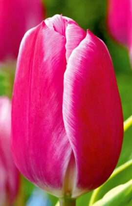 Тюльпан Андорра 500 цибулин розмір 12+