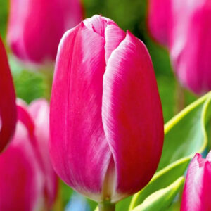 Тюльпан Андорра 500 цибулин розмір 12+