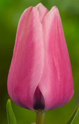 Тюльпан Капрі 500 цибулин розмір 12+