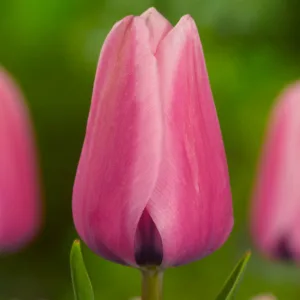 Тюльпан Капрі 500 цибулин розмір 12+