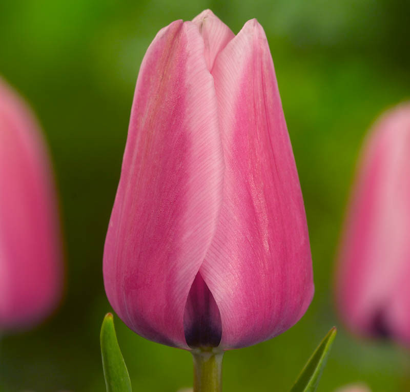 Тюльпан Капрі 500 цибулин розмір 12+