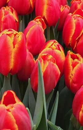 Тюльпан Веранді 500 цибулин розмір 12+