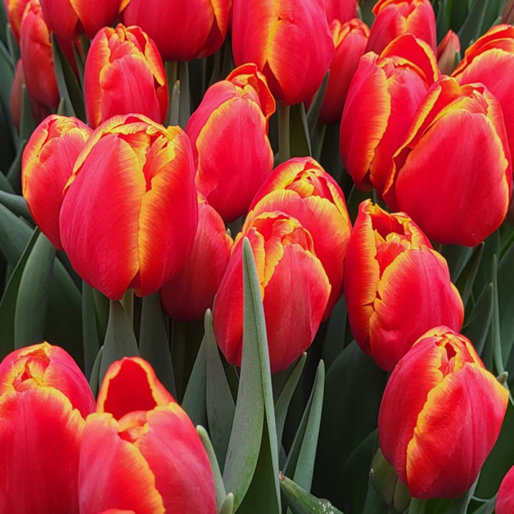 Тюльпан Веранді 500 цибулин розмір 12+