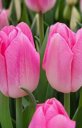 Тюльпан Династія 500 цибулин розмір 12+