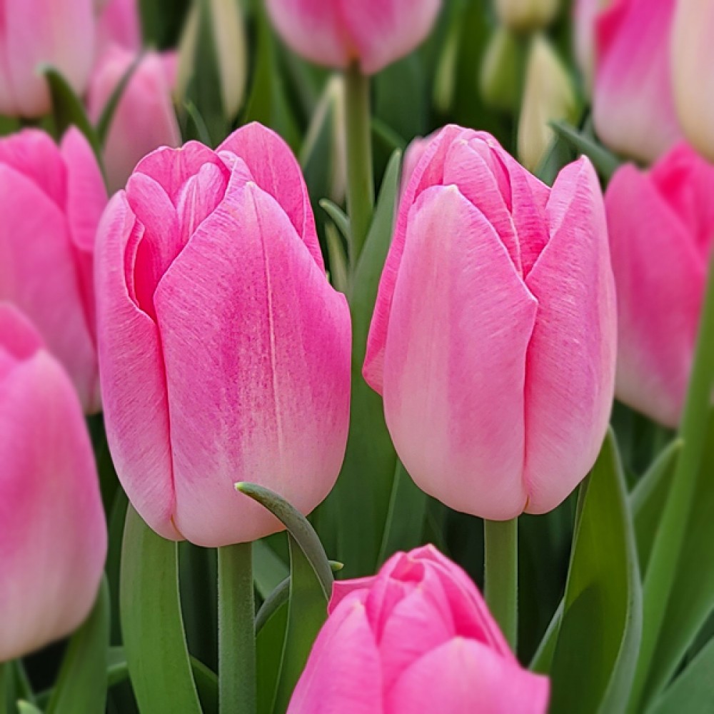 Тюльпан Династія 500 цибулин розмір 12+