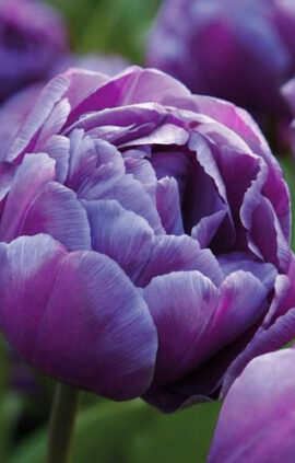 Тюльпан Блю Даймонд 500 цибулин розмір 12+