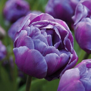 Тюльпан Блю Даймонд 500 цибулин розмір 12+