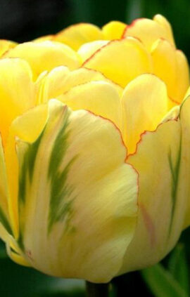 Тюльпан Акебоно 25 цибулин розмір 10/11