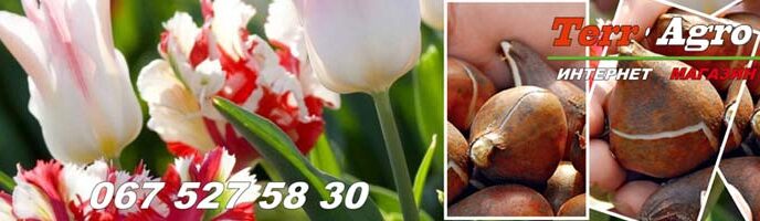 250 сортів тюльпанів з каталогу