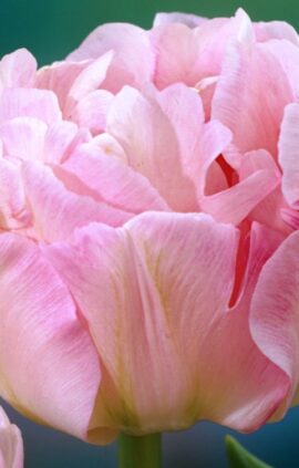 Тюльпан Анжеліка 500 цибулин розмір 12+