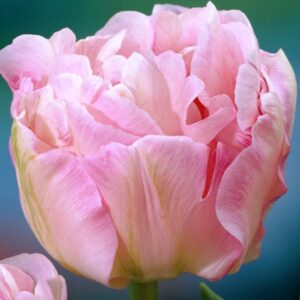 Тюльпан Анжеліка 500 цибулин розмір 12+