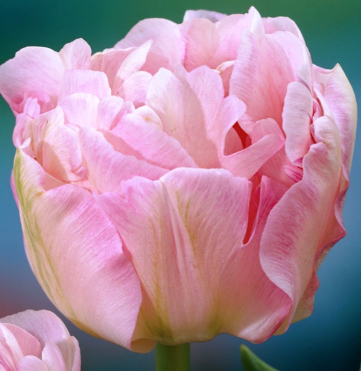 Тюльпан Анжеліка 500 цибулин розмір 12+