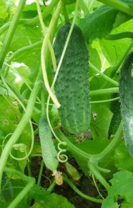 Огірок Не сумуй пакет 30 насінин