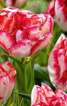 Тюльпан Картуш 25 цибулин розмір 10/11