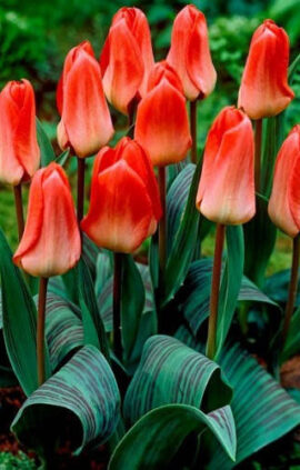 Тюльпан Світ Леді 30 цибулин розмір 10/11