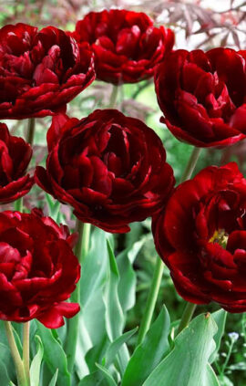 Тюльпан Анкл Том 30 цибулин розмір 10/11