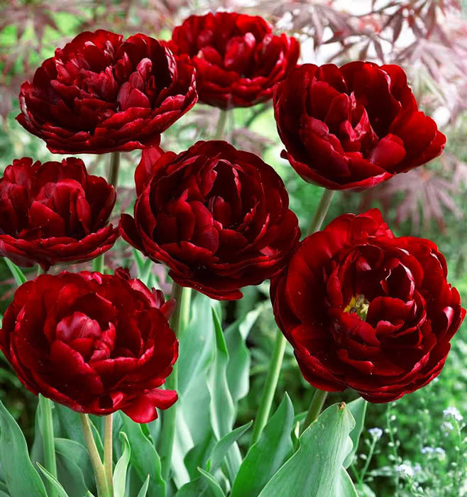 Тюльпан Анкл Том 30 цибулин розмір 10/11