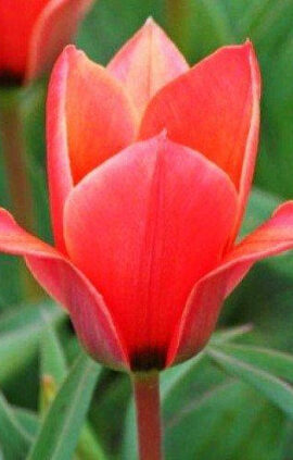 Тюльпан Шекспір 25 цибулин розмір 10/11