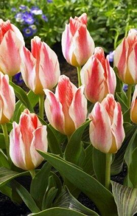 Тюльпан Селім 30 цибулин розмір 10/11