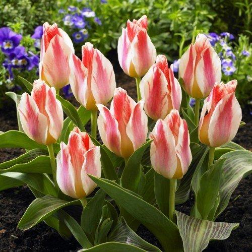 Тюльпан Селім 30 цибулин розмір 10/11