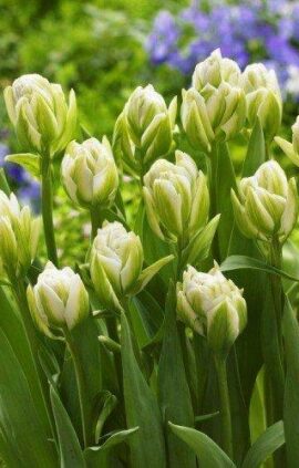 Тюльпан Бруклін 25 цибулин розмір 10/11