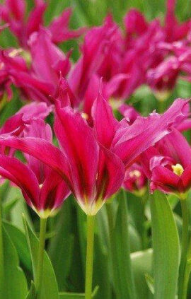 Тюльпан Доллс Мінет 30 цибулин розмір 10/11