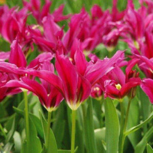 Тюльпан Доллс Мінет 30 цибулин розмір 10/11