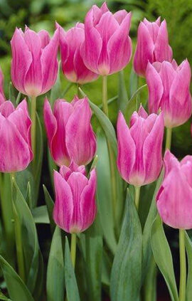 Тюльпан Чайна Пінк 25 ​​цибулин розмір 10/11