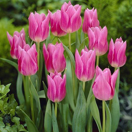 Тюльпан Чайна Пінк 25 цибулин розмір 10/11