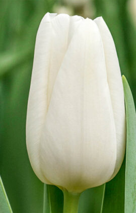 Тюльпан Alborz 500 цибулин розмір 12+