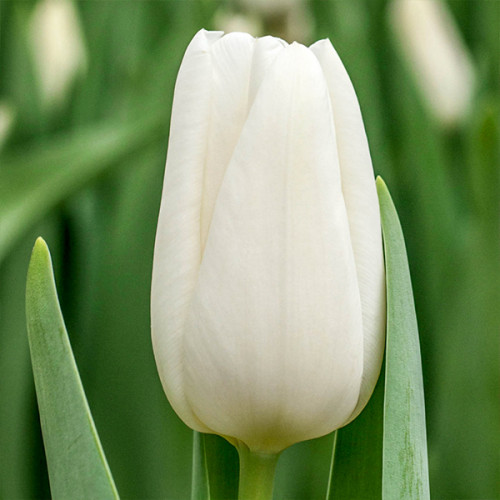 Тюльпан Alborz 500 цибулин розмір 12+