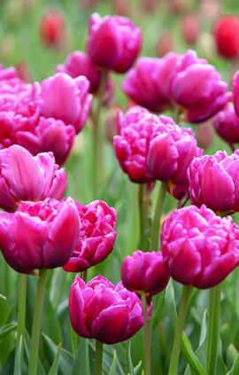 Тюльпан Маргарита 30 цибулин розмір 10/11