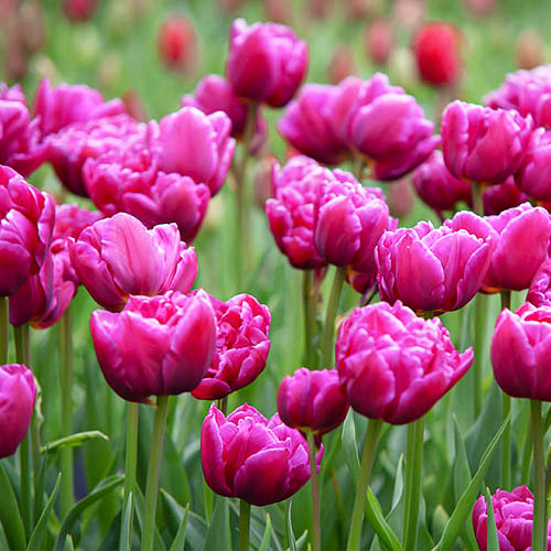 Тюльпан Маргарита 30 цибулин розмір 10/11